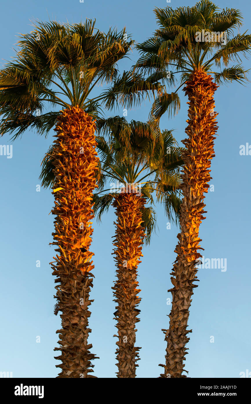 Drei Palmen. Vertikale Foto von exotischen Bäumen. Palmen bei Sonnenaufgang leuchten durch warmes Licht Stockfoto