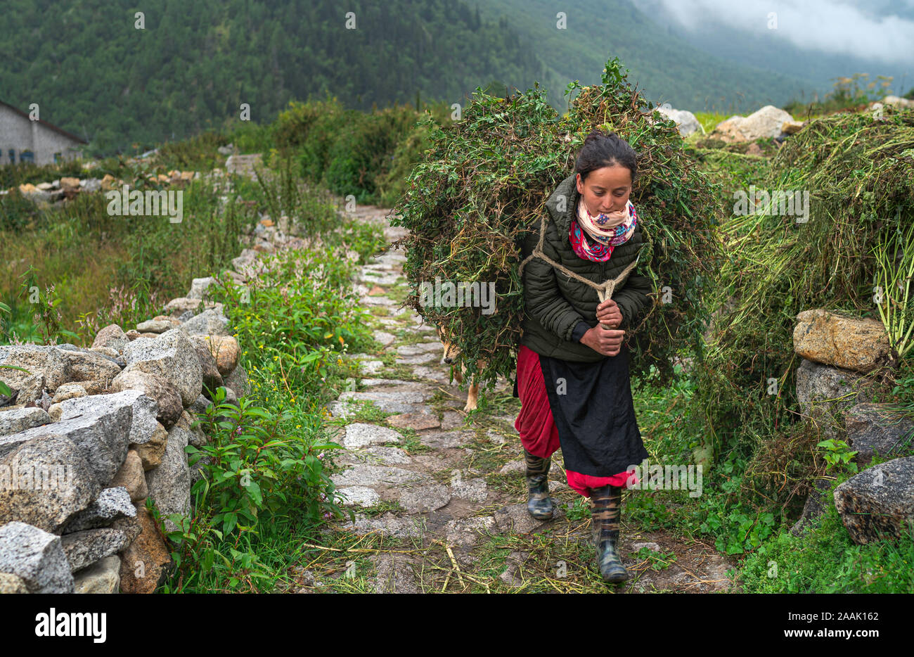 CHITKUL, INDIEN - 05 September, 2019: eine Frau trägt schwere Bündel von Viehfutter bis steilen Hang im Himalaya, Chitkul, Himachal Pradesh, Indien. Stockfoto