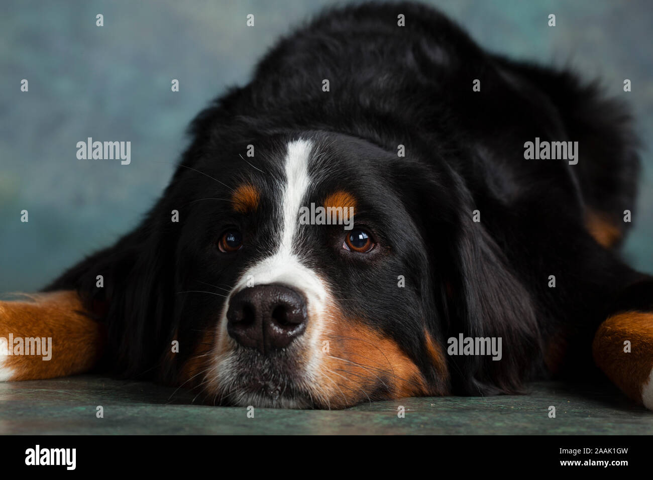 Porträt von Berner Sennenhund Stockfoto