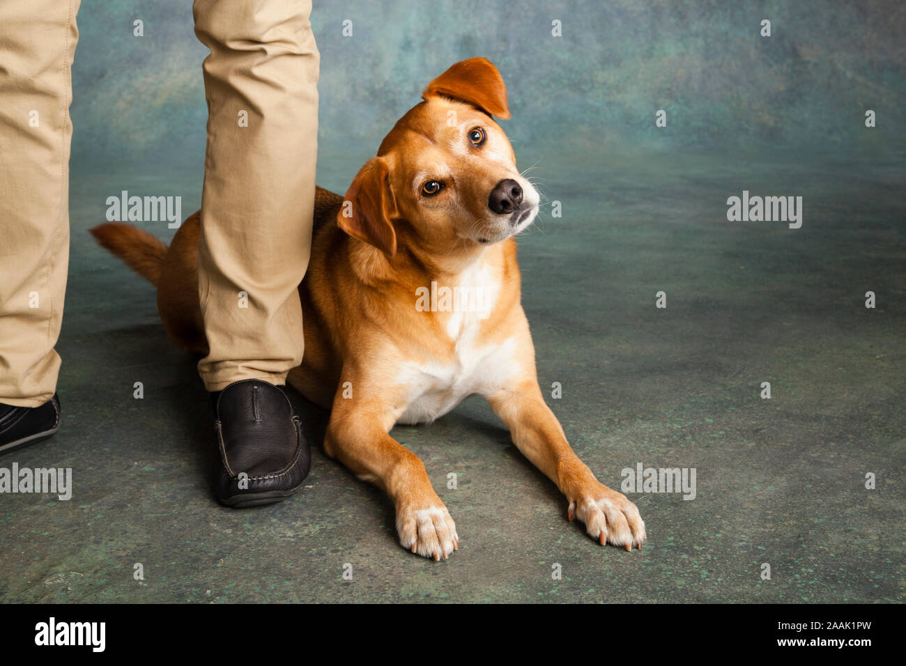 Mann stand neben Hund Stockfoto