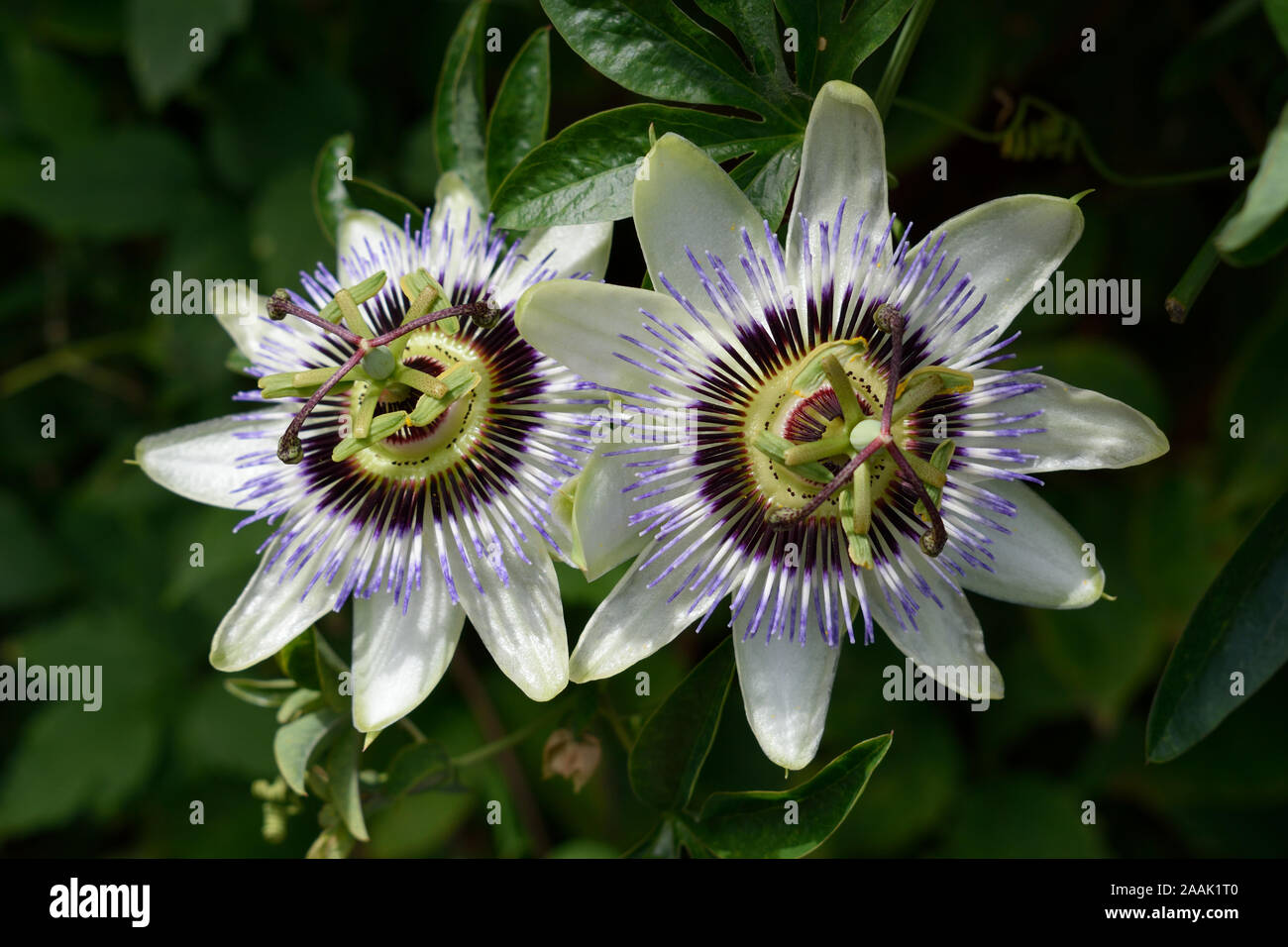 Passionsblume oder Passiflora Caerulea. Nahaufnahme von zwei gemeinsamen blauen Blumen. Stockfoto