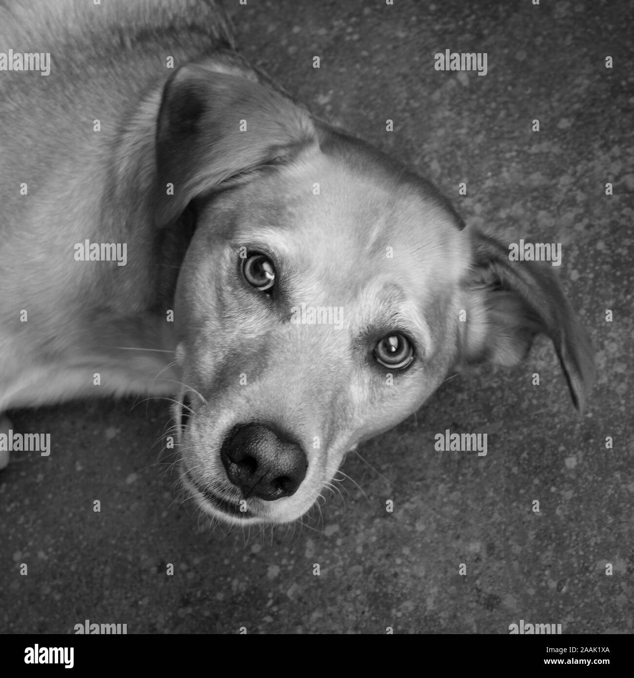 Studio geschossen von redbone Hundeartige Stockfoto