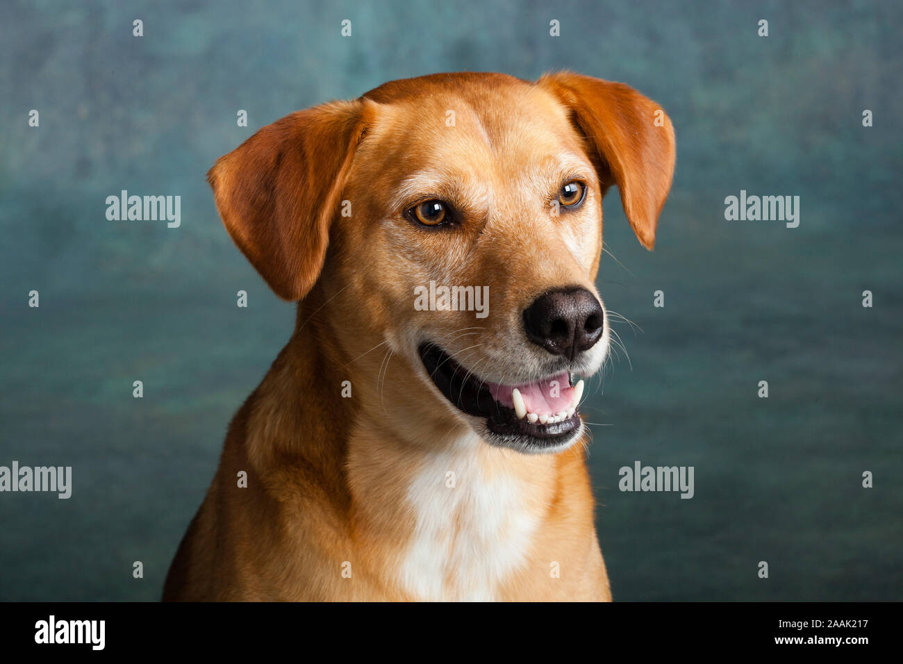 Studio geschossen von redbone Hundeartige Stockfoto