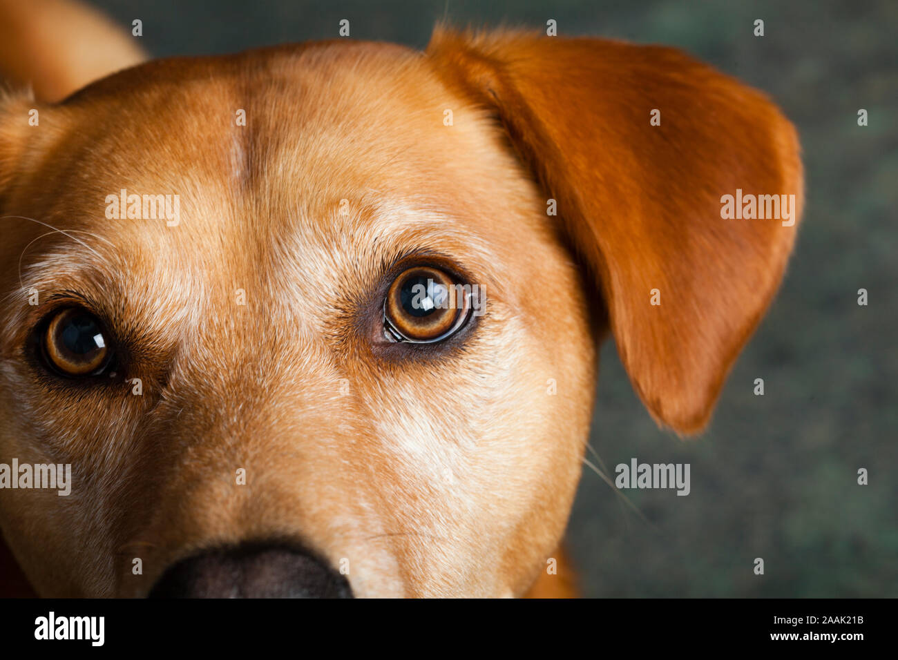 In der Nähe von redbone Hundeartige Stockfoto