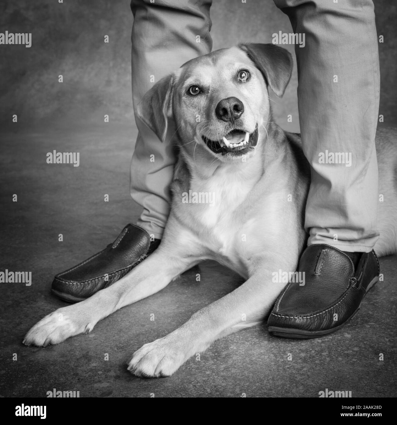 Studio geschossen von redbone Hundeartige und Beine des Menschen Stockfoto