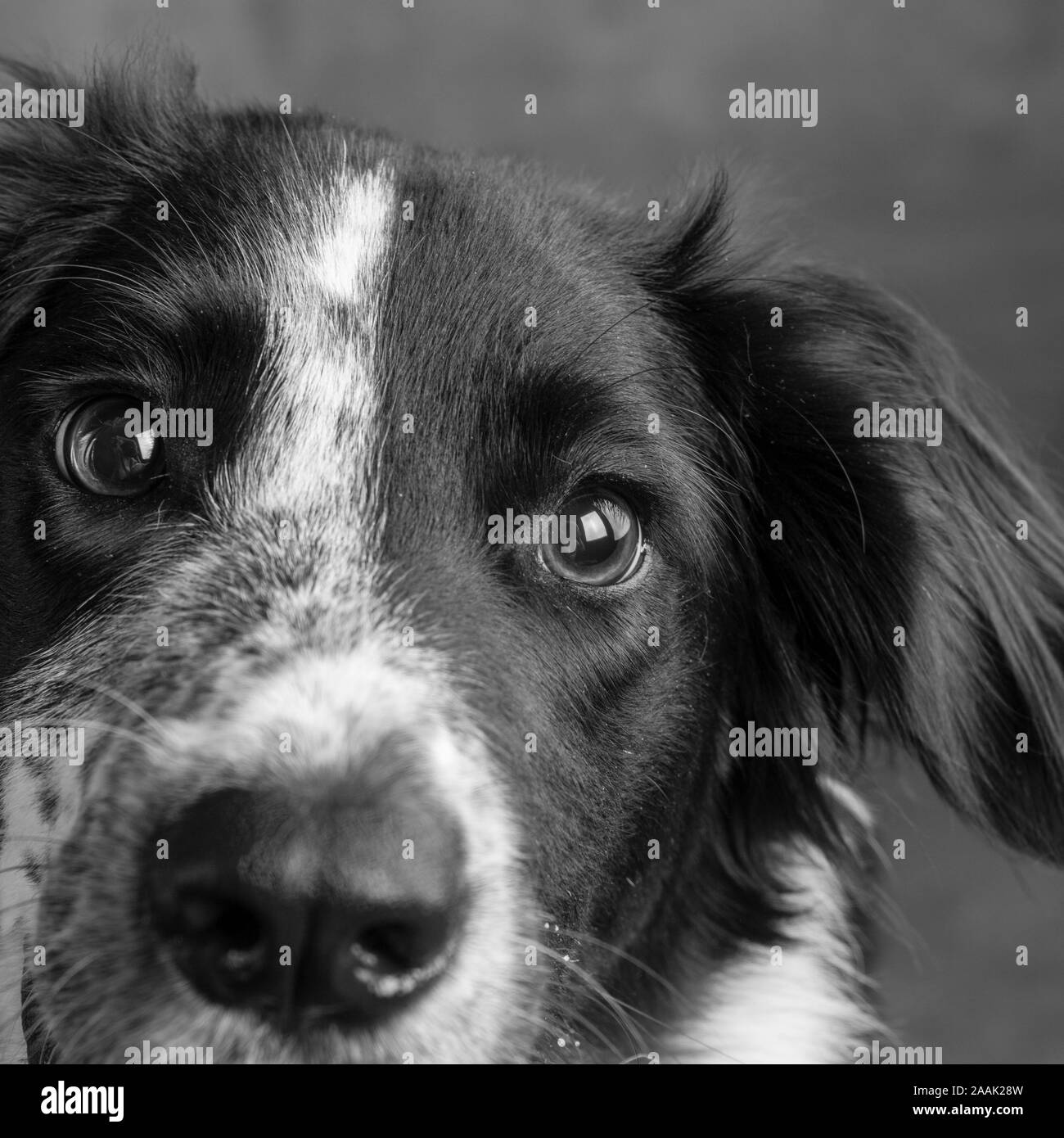 Nahaufnahme der Border Collie Stockfoto