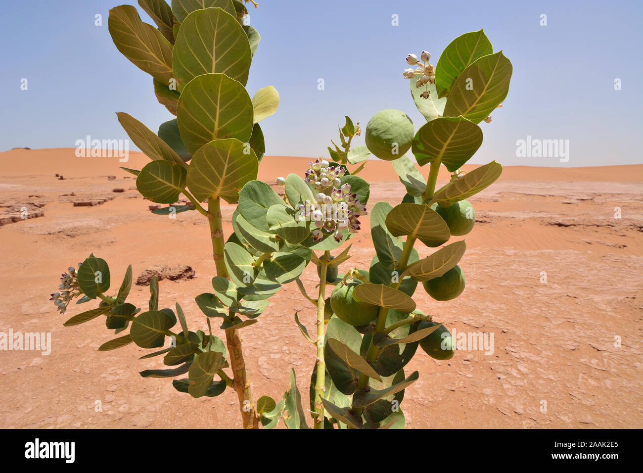 Calotropis procera, eine giftige Pflanze in Erg Chigaga Sanddünen. Marokko Stockfoto