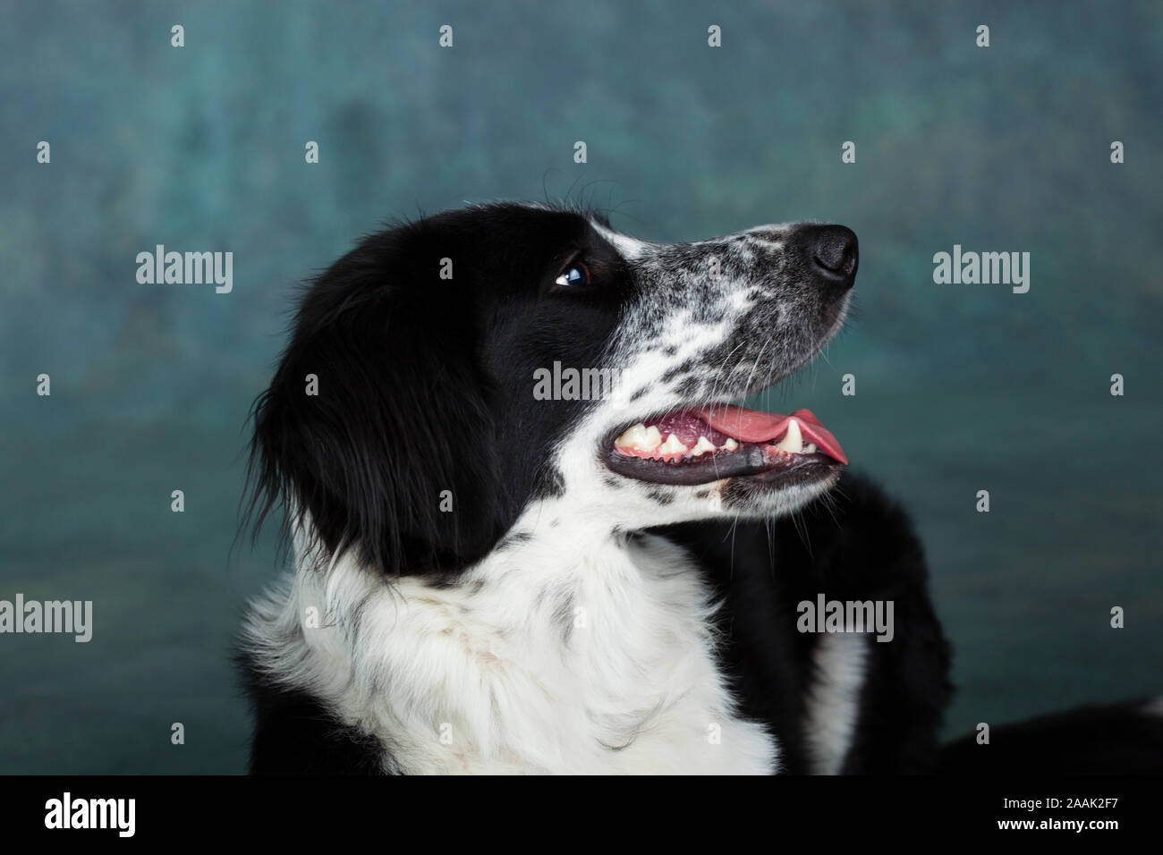 Studio Portrait von Border Collie mix Stockfoto