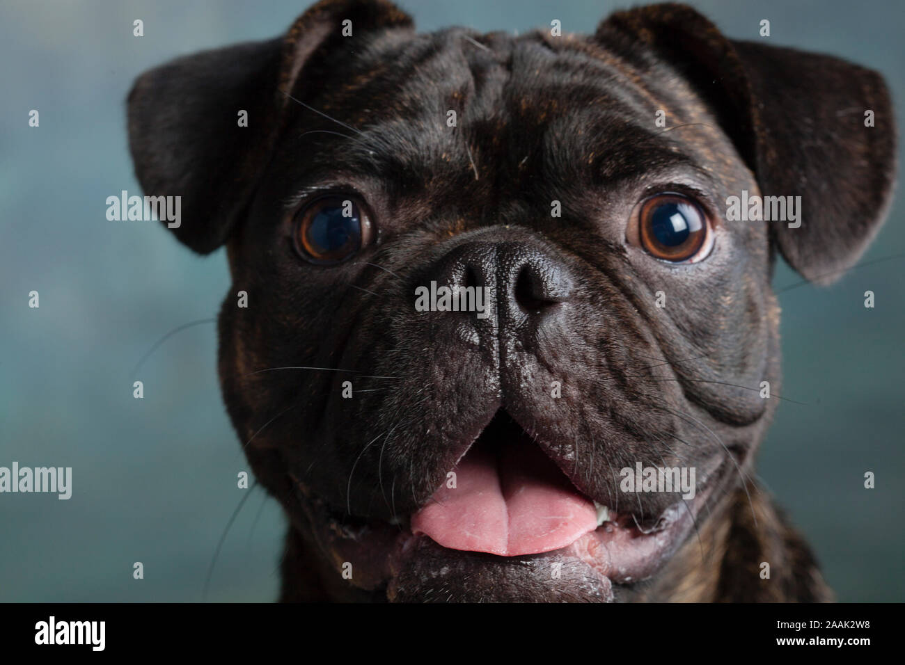 Mops Mix Mops Mischen Stockfotos und -bilder Kaufen - Alamy