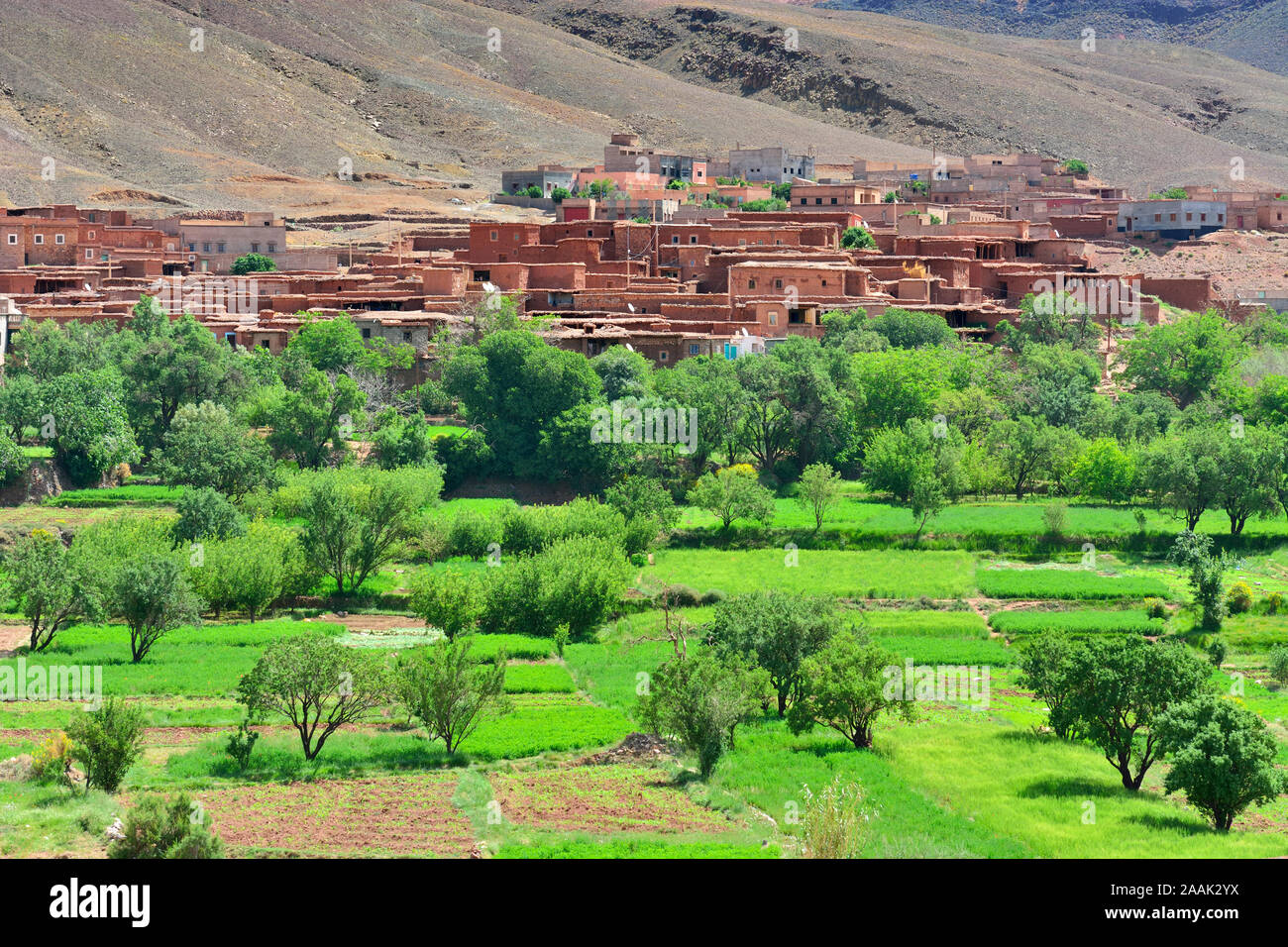 Ein kleines Dorf in den terrassierten Feldern, im Hohen Atlas Gebirge. Marokko Stockfoto