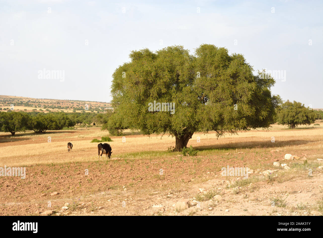 Der Argan-Baum. Arganöl ist in Europa und Nordamerika zu einem modischen Produkt geworden. Essaoiura, Marokko Stockfoto