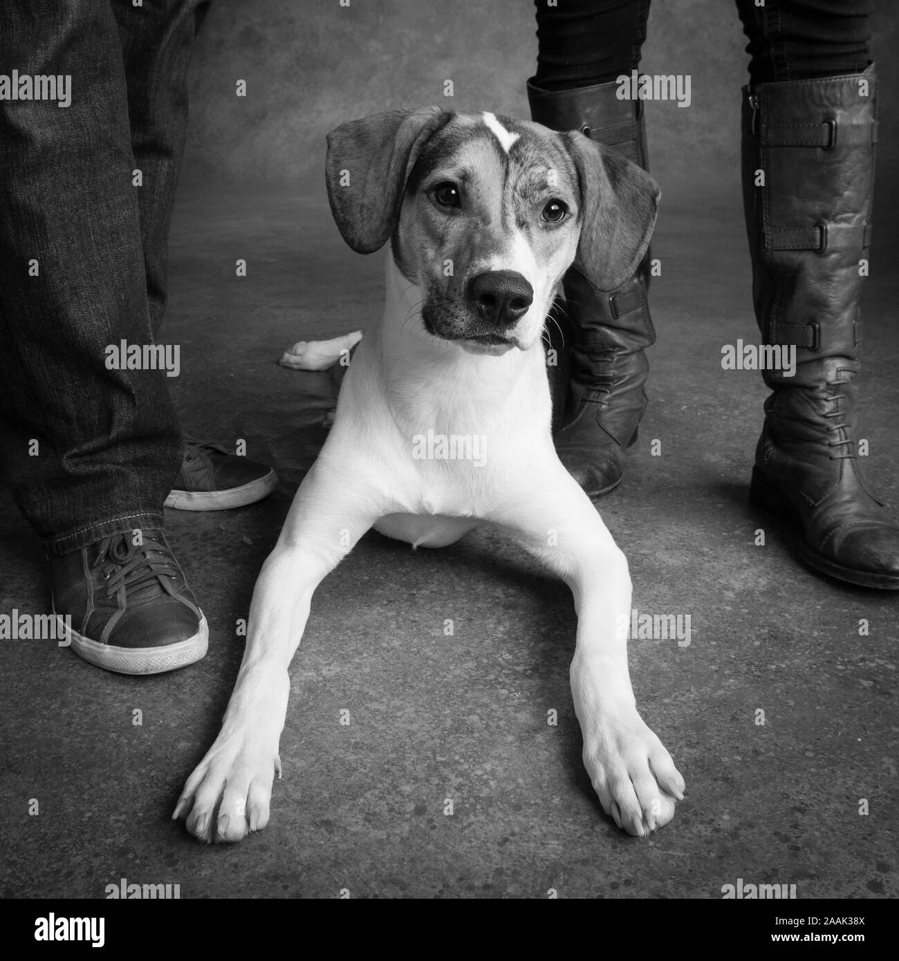 Studio shot gemischte Rasse Hund liegend neben Mann und Frau Beine Stockfoto
