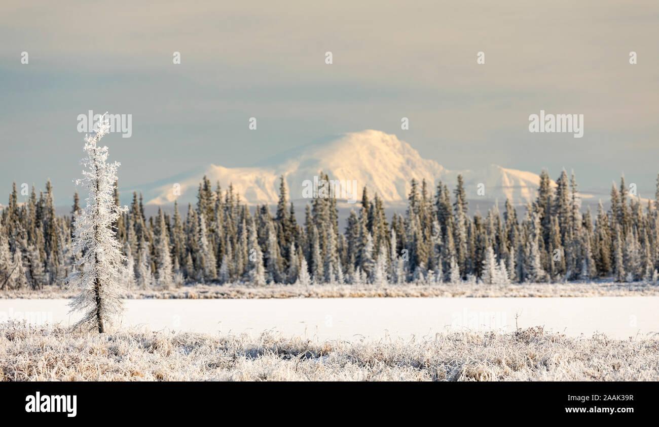 Raureif bedeckt die Taiga mit den Wrangell Mountains im Hintergrund in Southcentral Alaska. Stockfoto