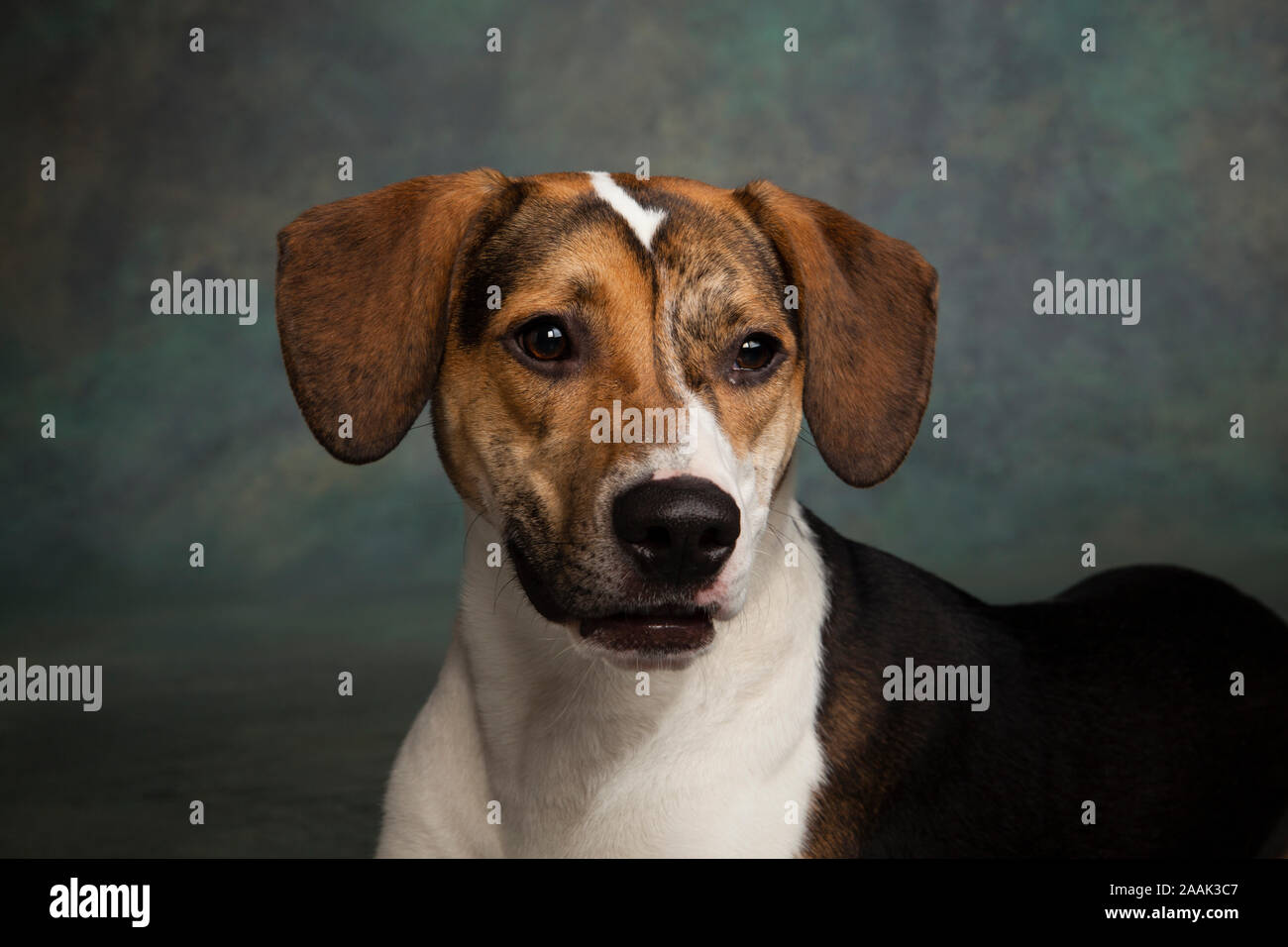 Studio Portrait von Mischling Hund Stockfoto