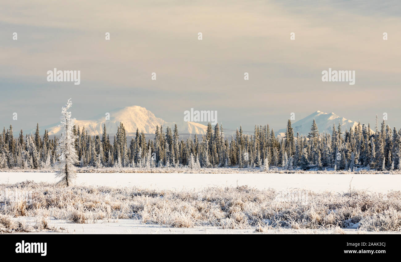 Raureif bedeckt die Taiga mit den Wrangell Mountains im Hintergrund in Southcentral Alaska. Stockfoto