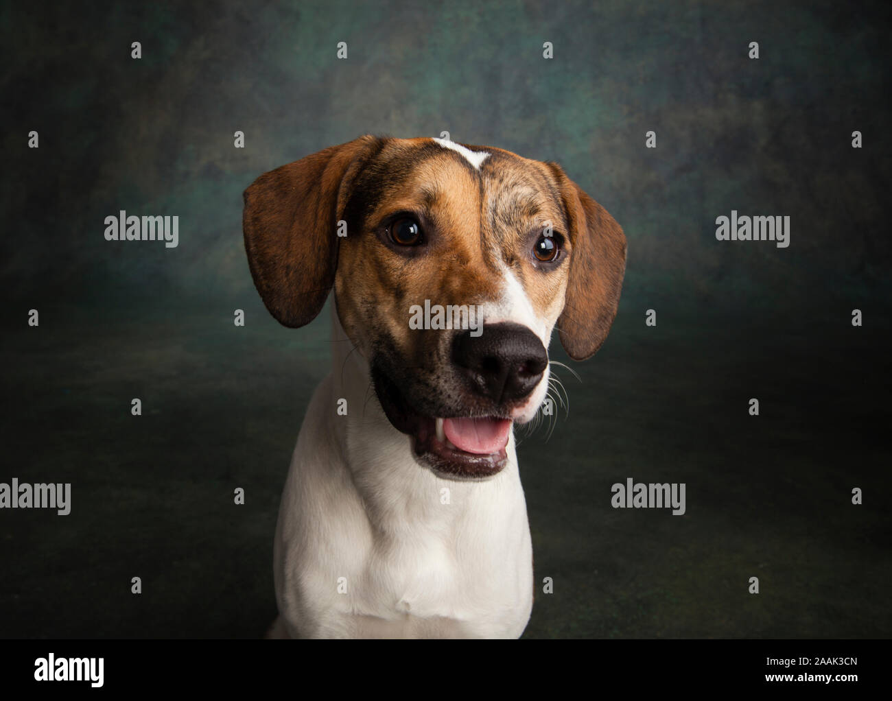 Studio Portrait von Mischling Hund Stockfoto