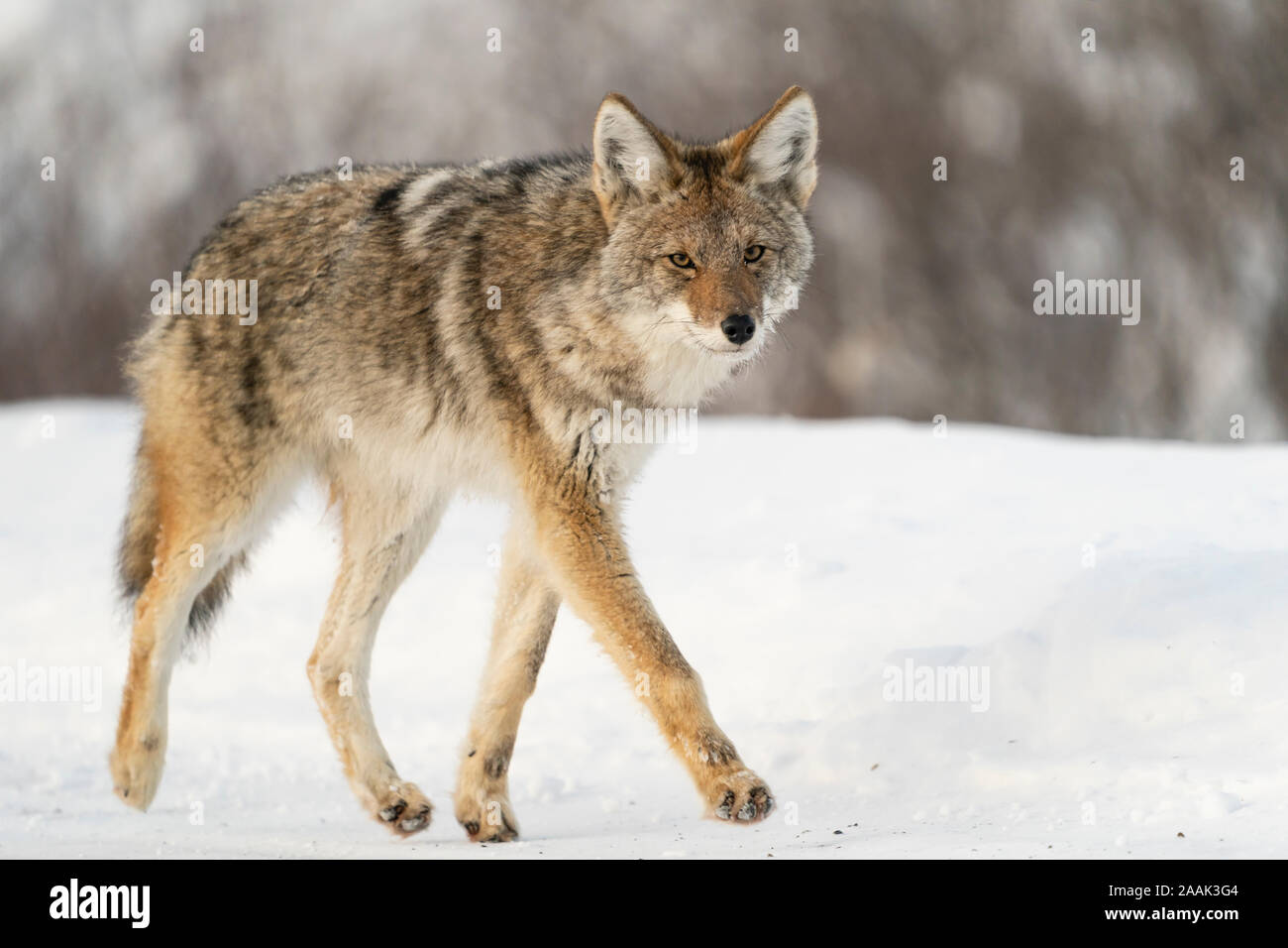 Kojote (Canis yogiebeer) Nahrungssuche entlang der Haines Highway in Tatshenshini-Alsek Provincial Park in British Columbia, Kanada. Stockfoto