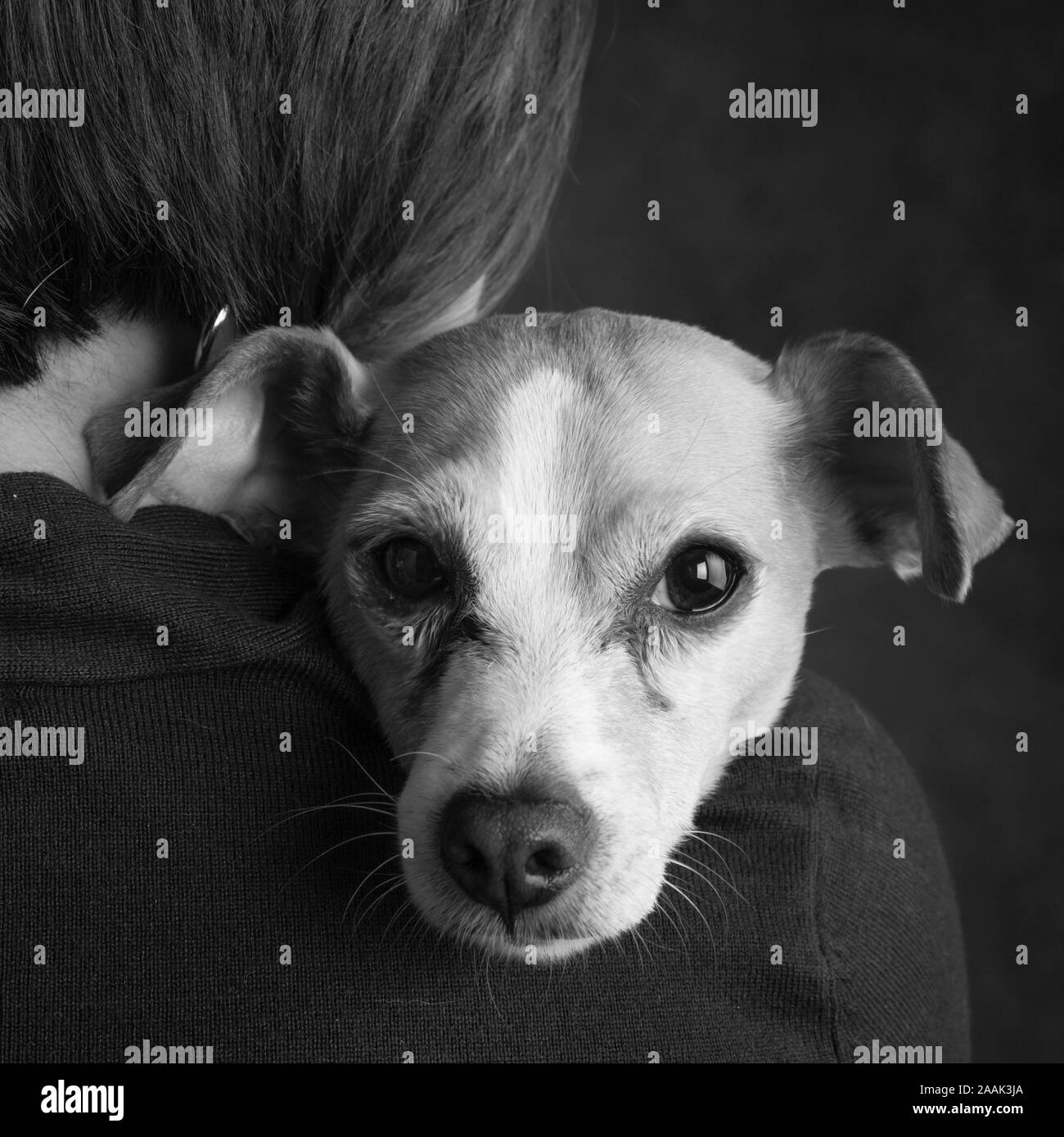 Chihuahua auf die Schulter der Frau Stockfoto