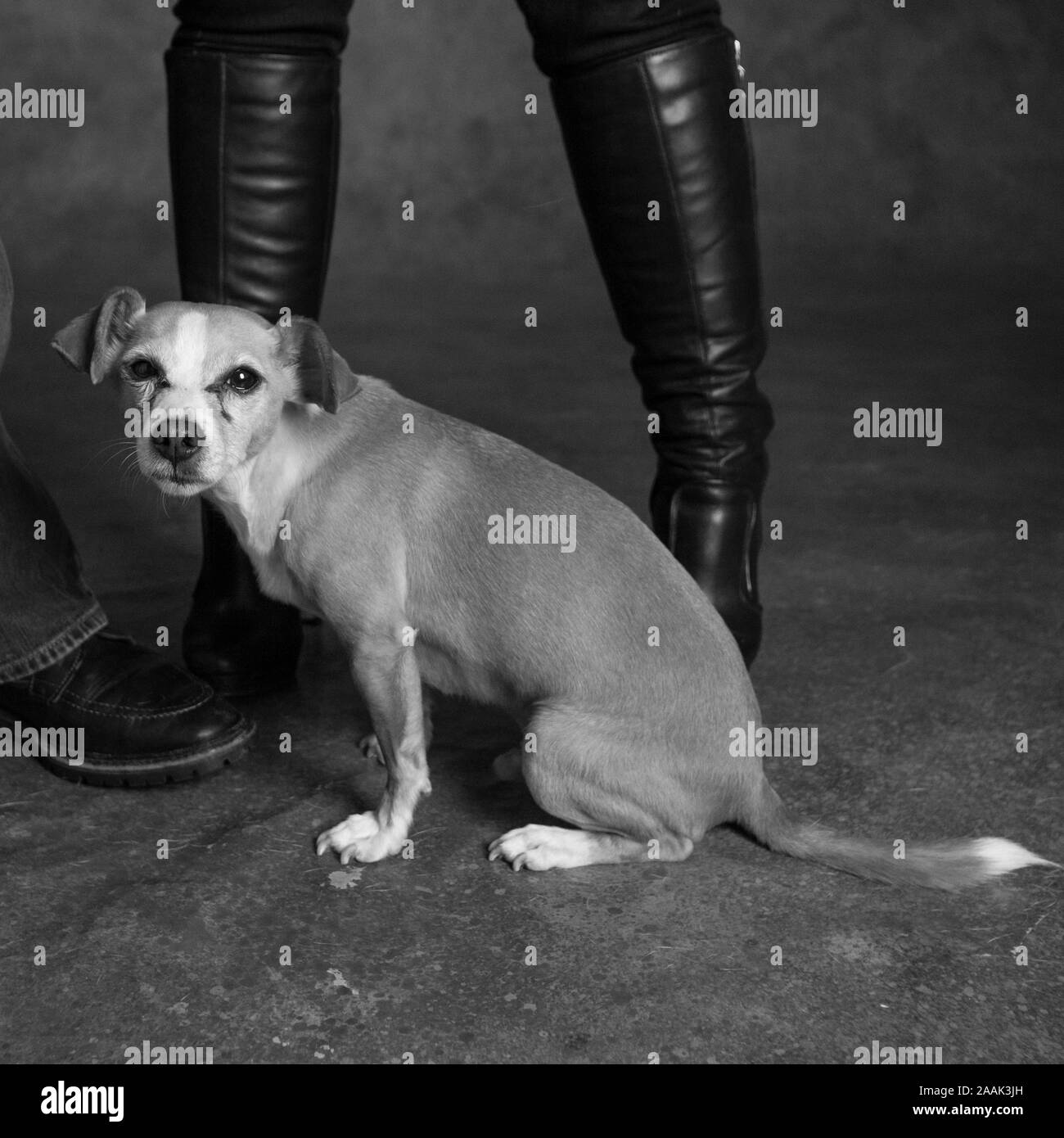 Studio shot von Chihuahua sitzen an die Beine der Frau Stockfoto