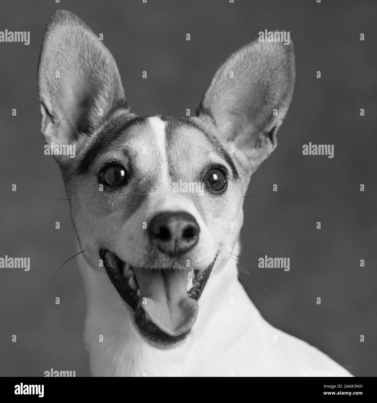 Studio Portrait von Jack Russell Terrier Stockfoto