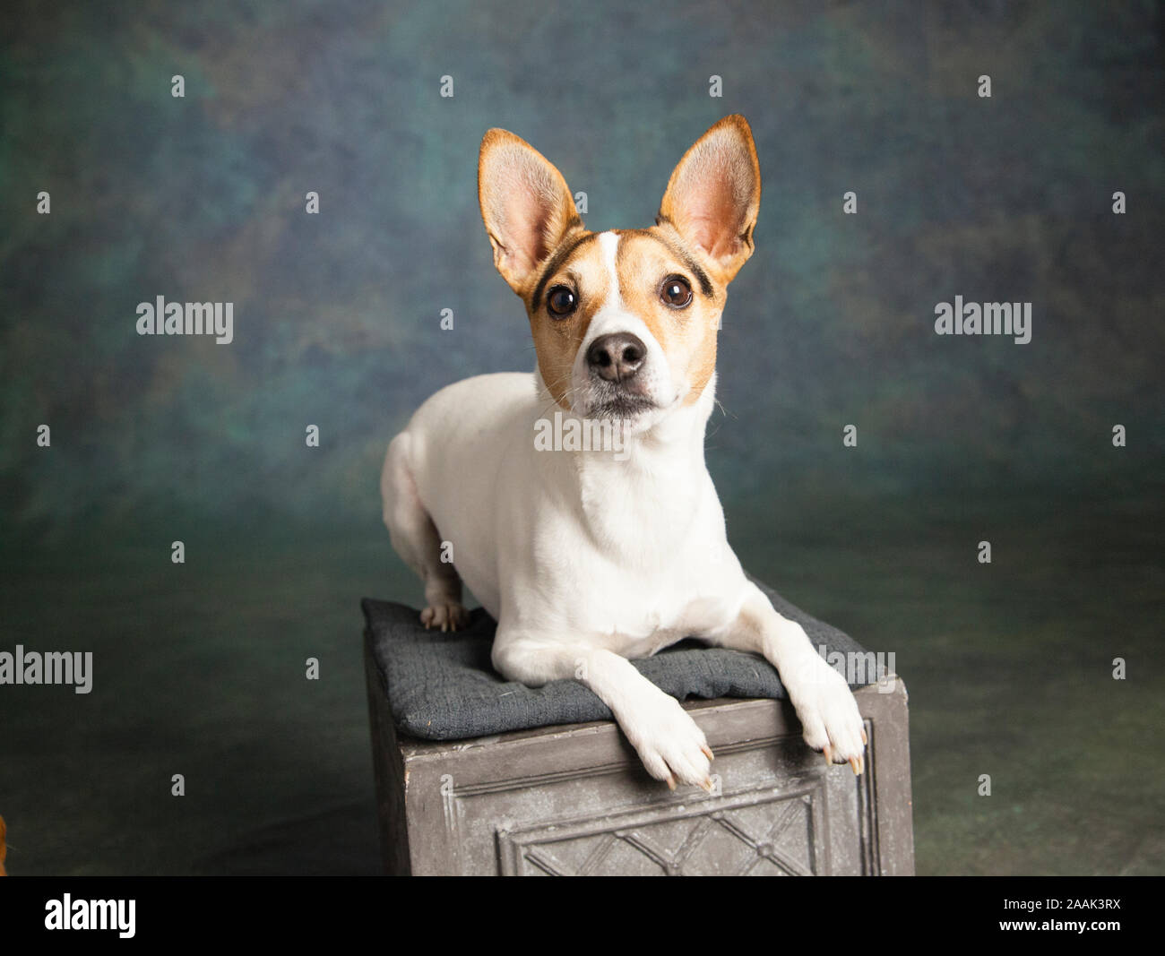 Studio Portrait von Jack Russell Terrier auf Box Stockfoto