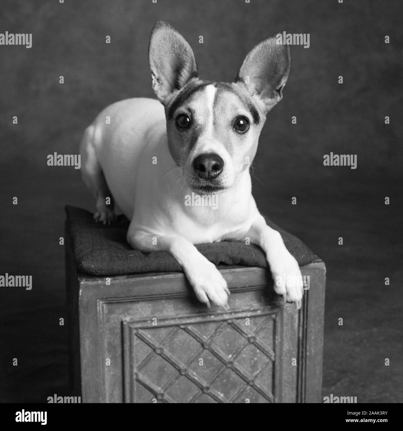 Studio Portrait von Jack Russell Terrier auf Box Stockfoto