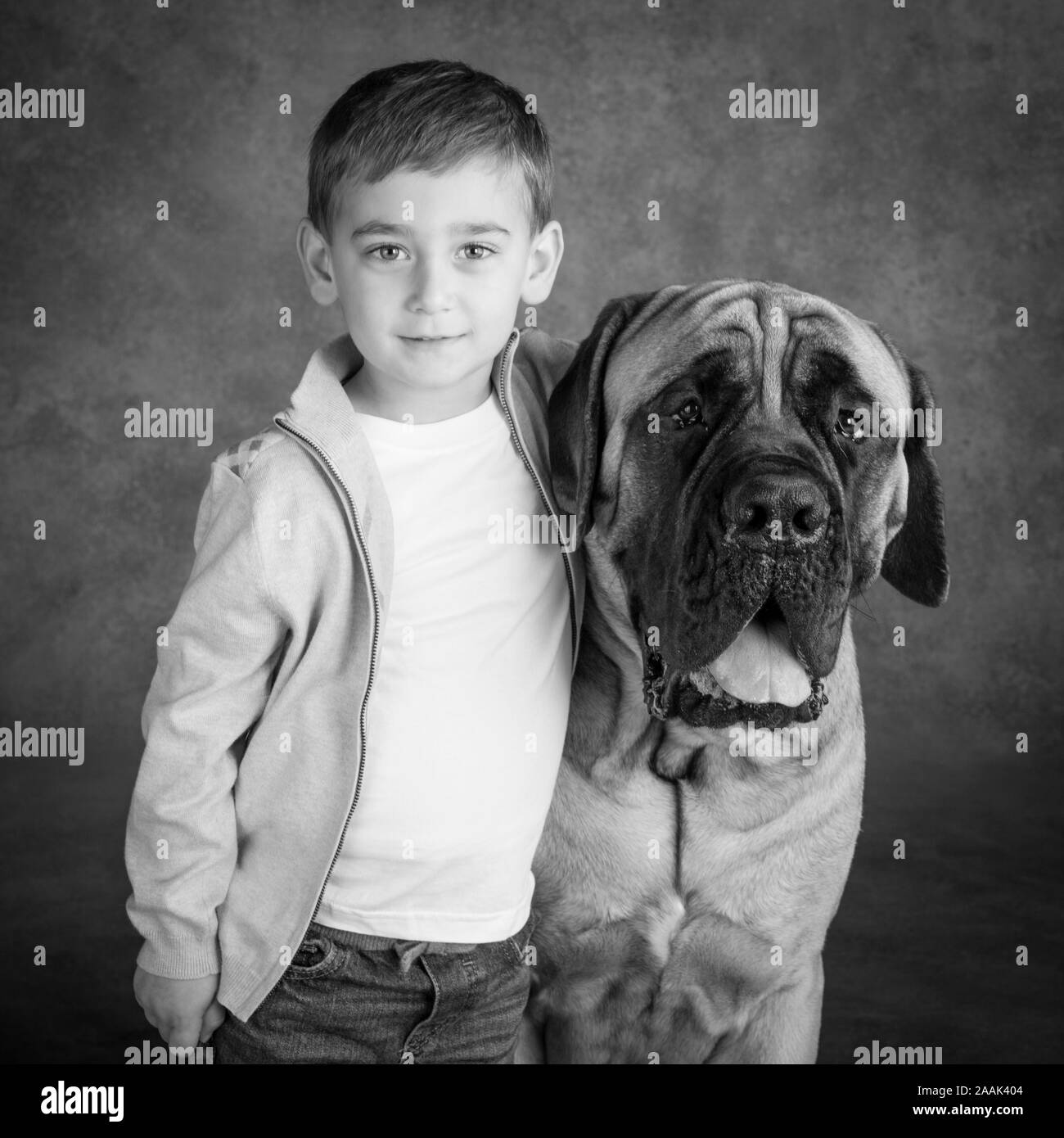 Studio Portrait von Jungen und Mastiff Stockfoto