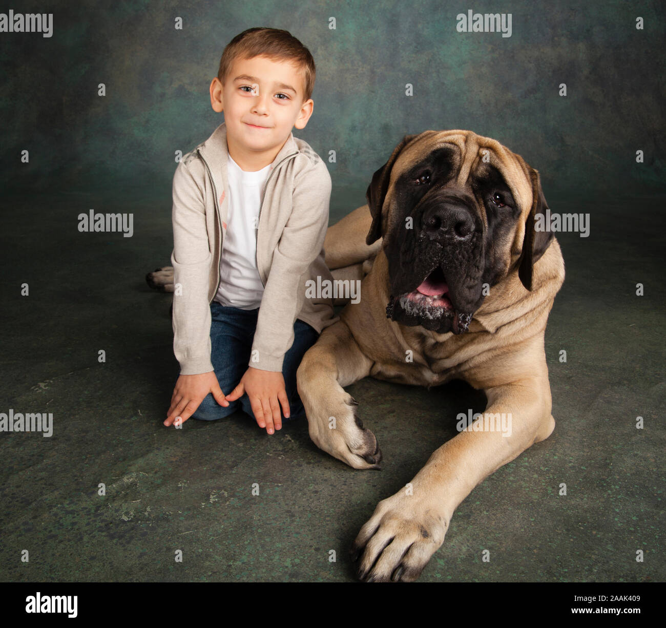 Studio Portrait von Jungen und Mastiff Stockfoto