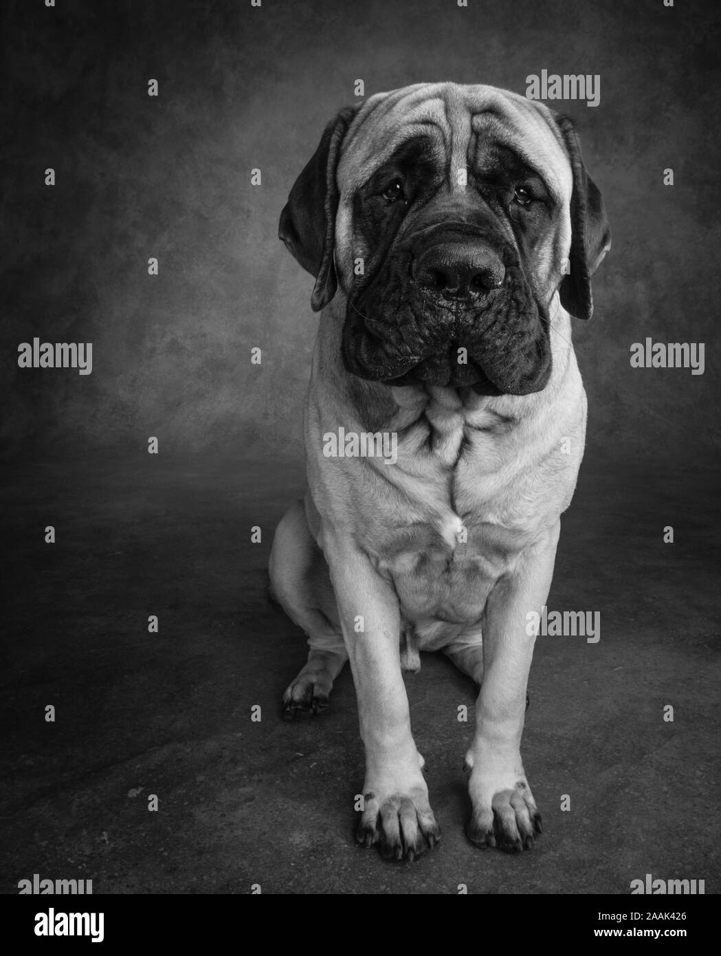 Studio Portrait von Mastiff Stockfoto