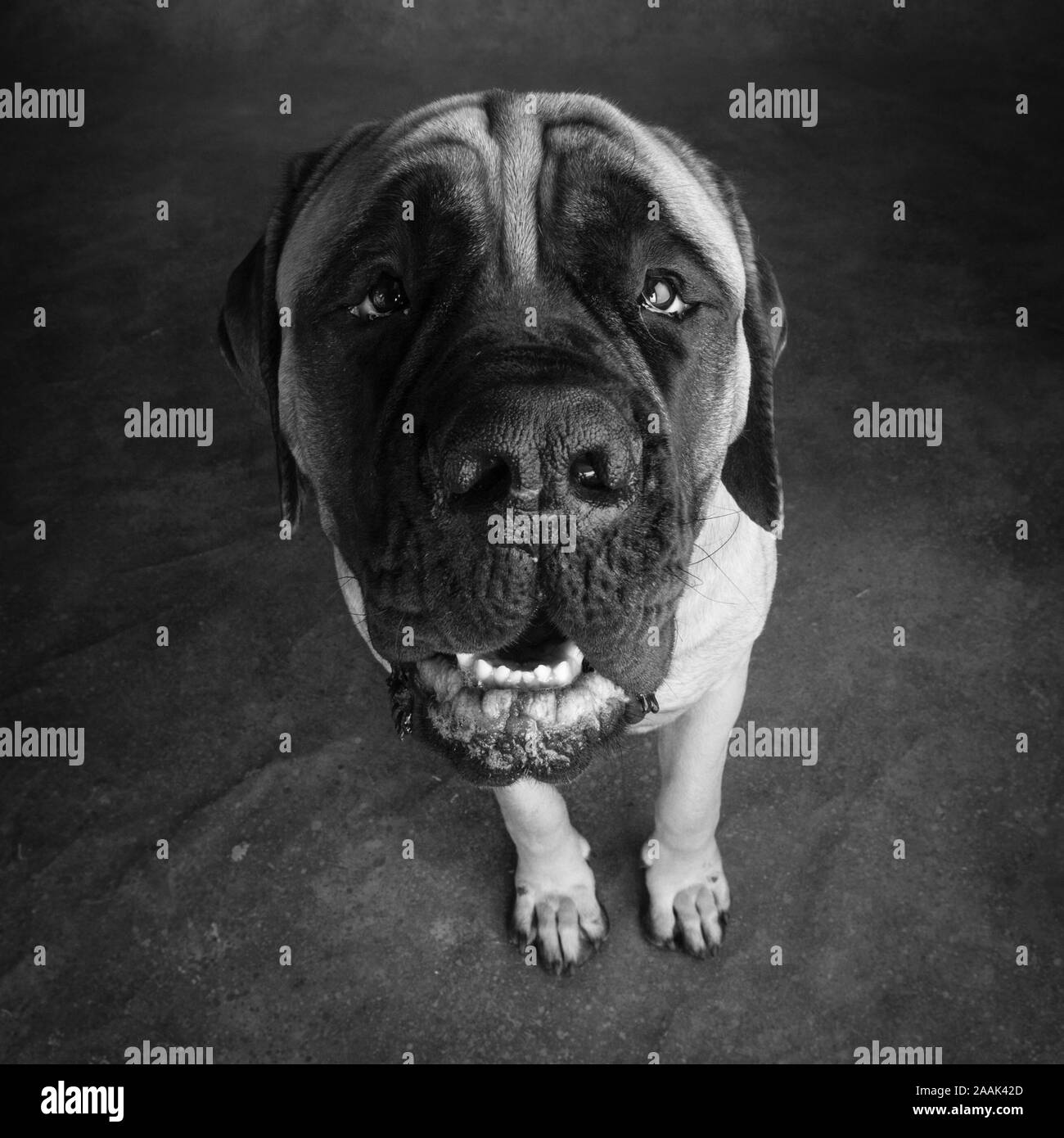 Studio Portrait von Mastiff Stockfoto
