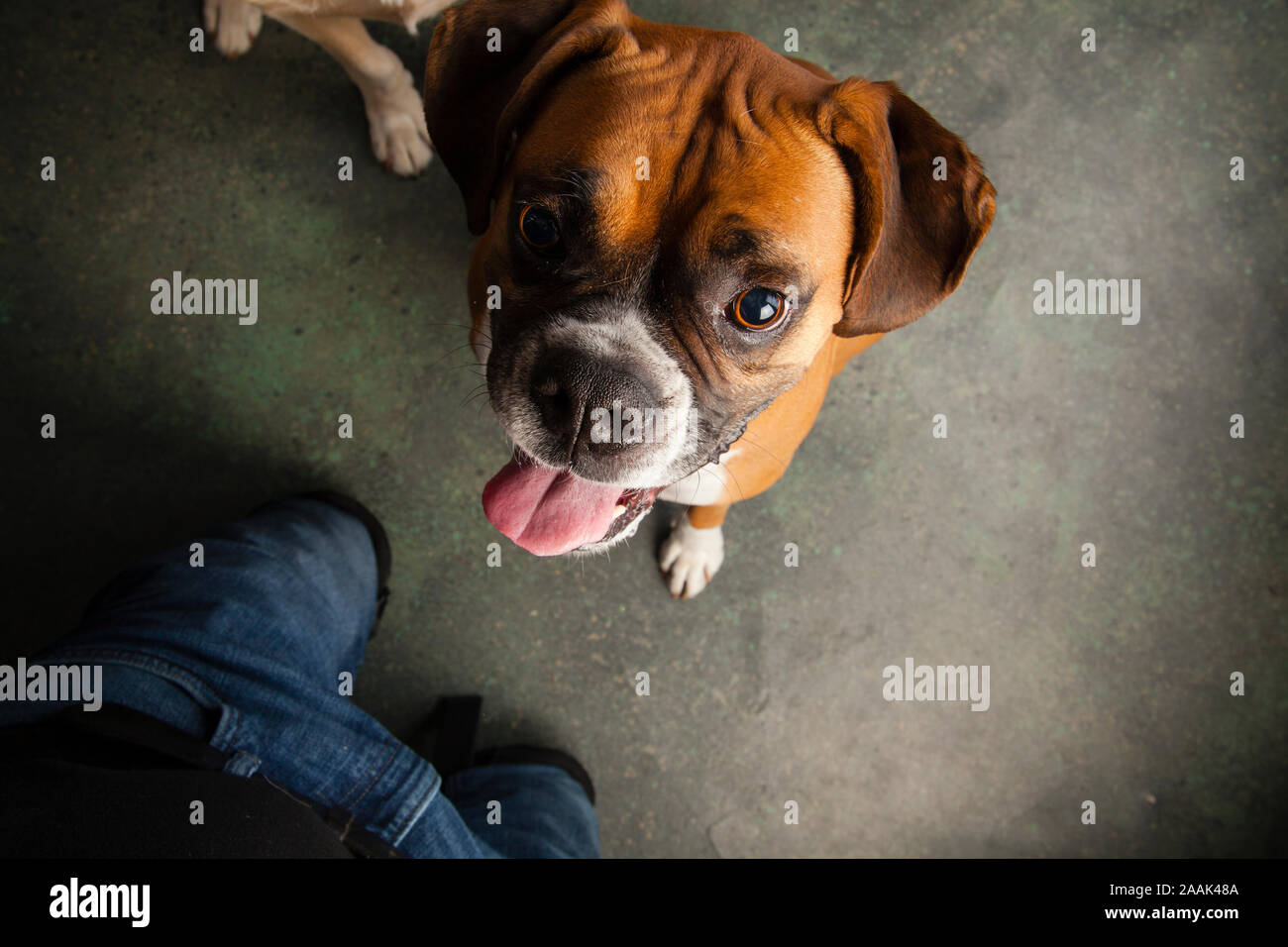 Studio Portrait von Boxer Stockfoto