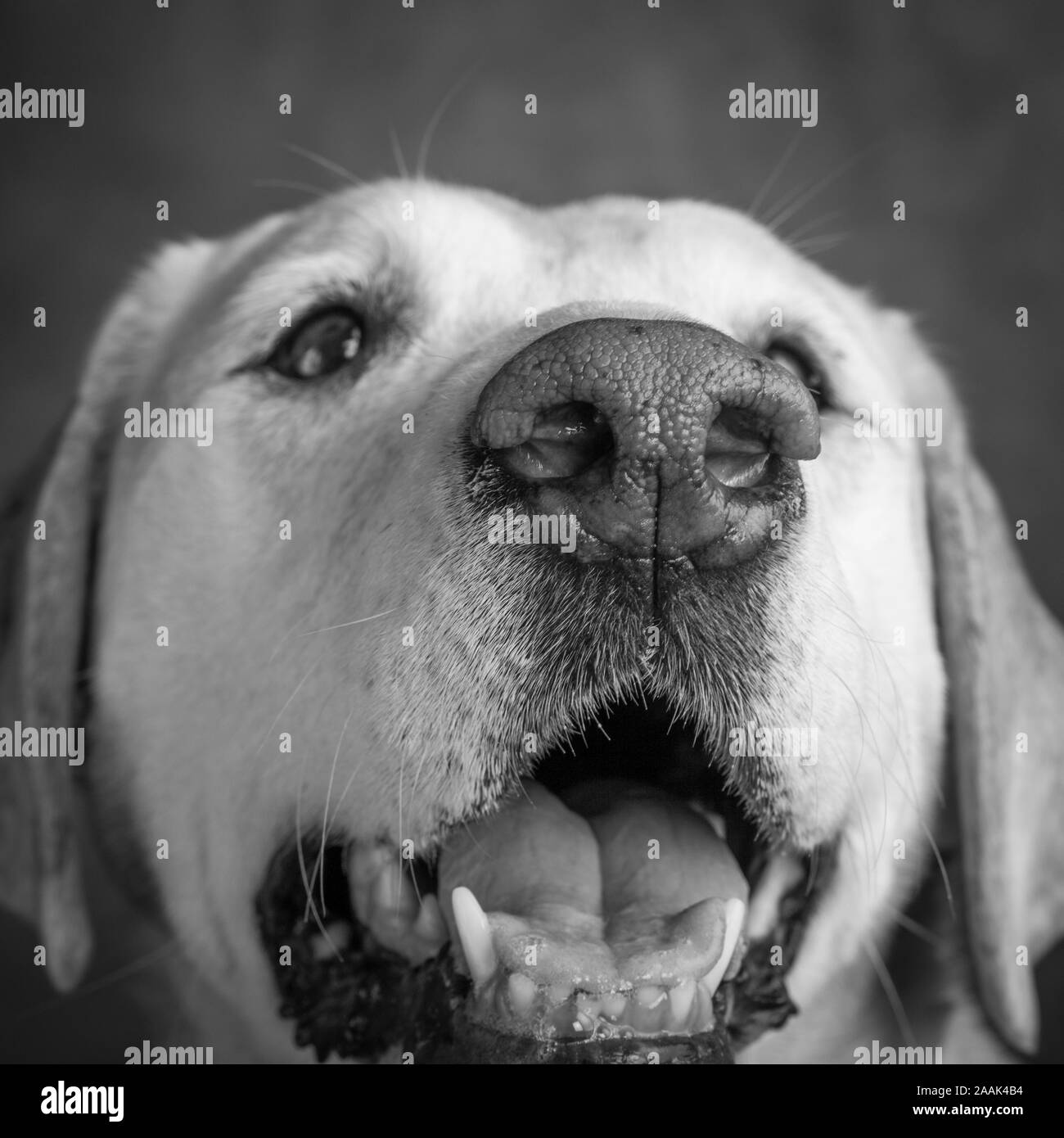 Studio Portrait von Golden Retriever Lab mix Stockfoto