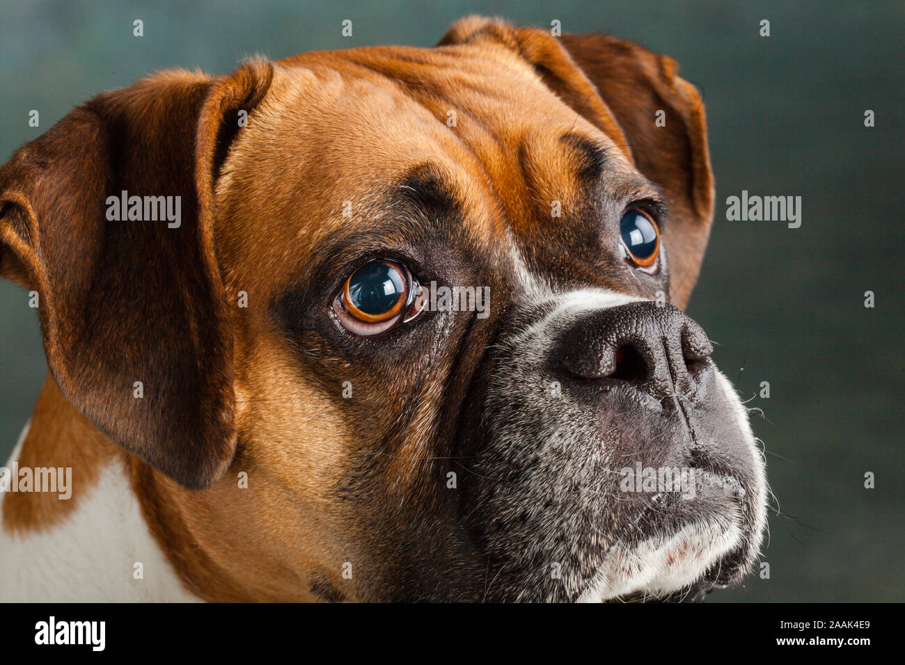 Studio Portrait von Boxer Hund Stockfoto