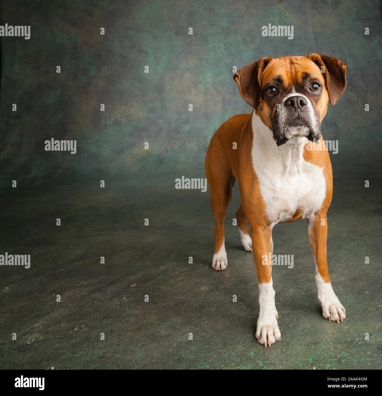 Studio Portrait von Boxer Hund Stockfoto