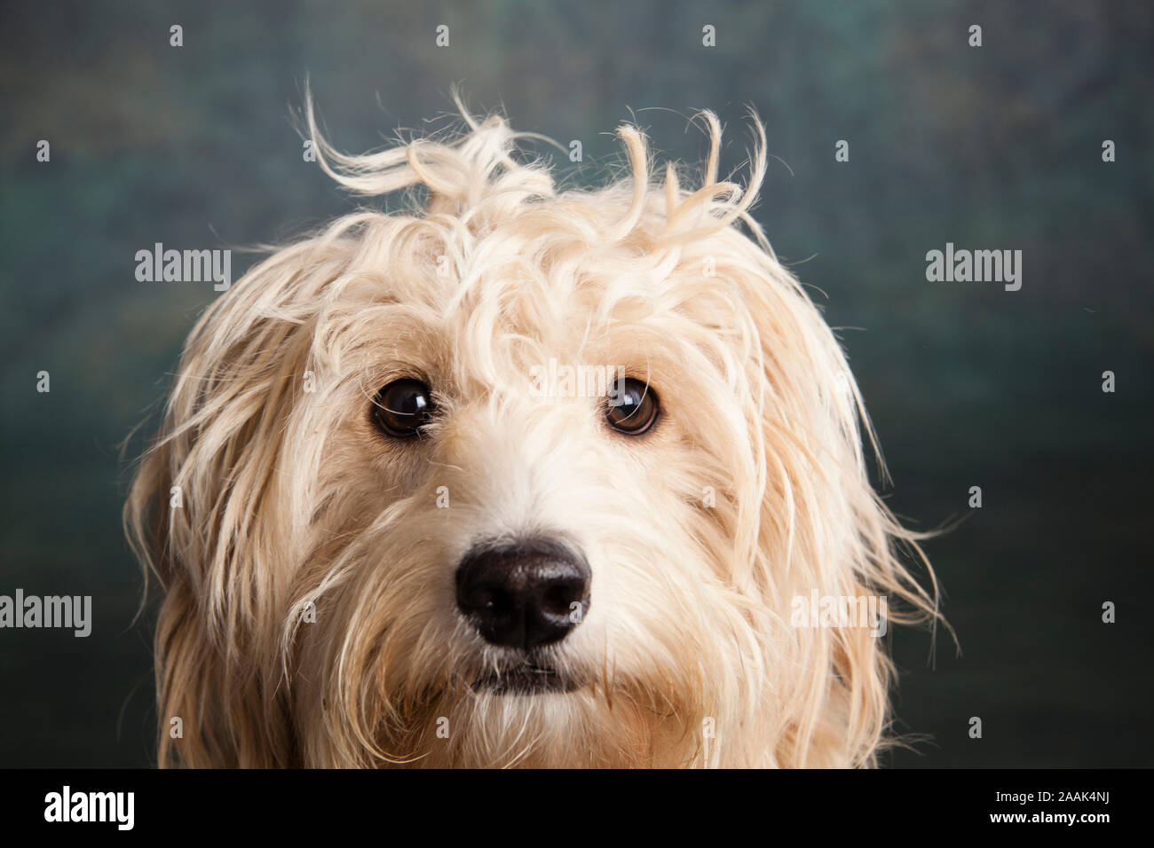 Portrait von Mini Goldendoodle Stockfoto