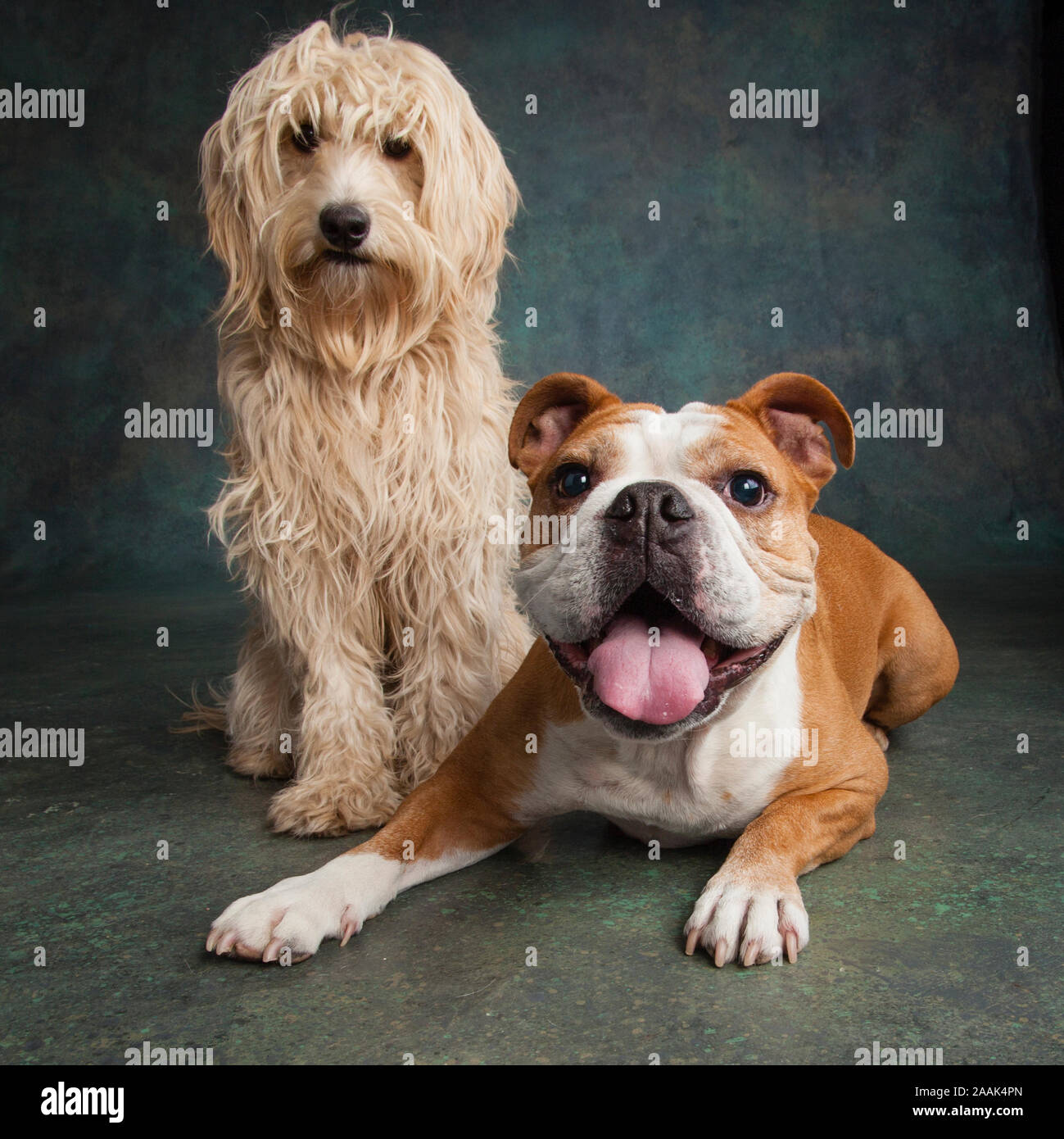 Portrait von Mini Goldendoodle und Englische Bulldogge Stockfoto