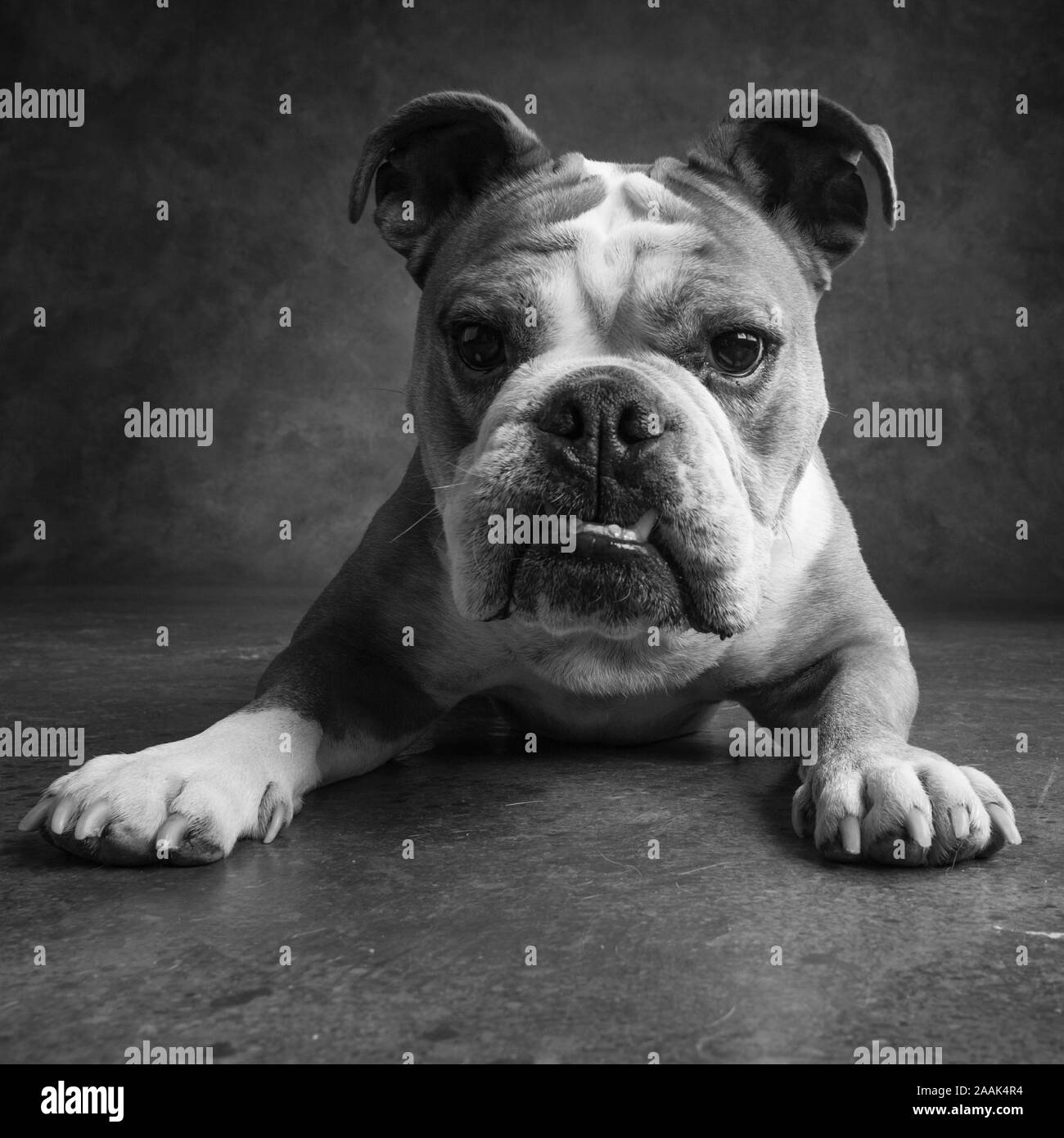 Porträt der Englischen Bulldogge Stockfoto