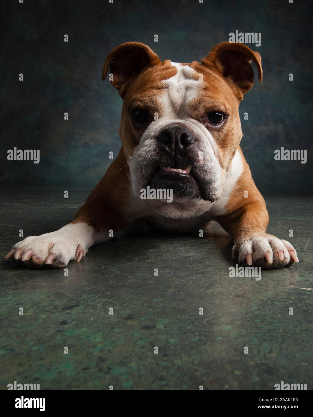 Porträt der Englischen Bulldogge Stockfoto