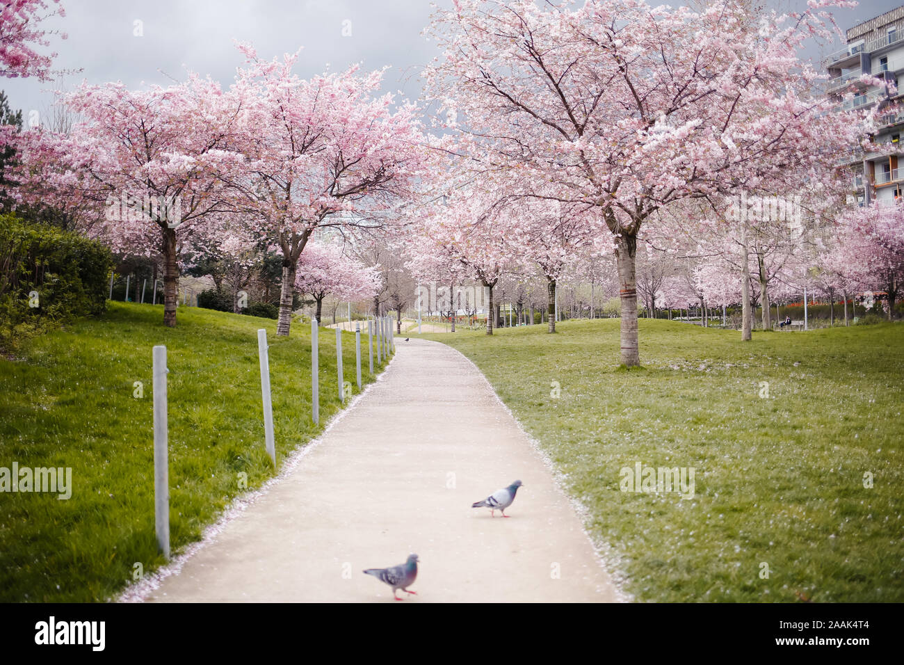 Kirschblüten in Paris, Frankreich Stockfoto