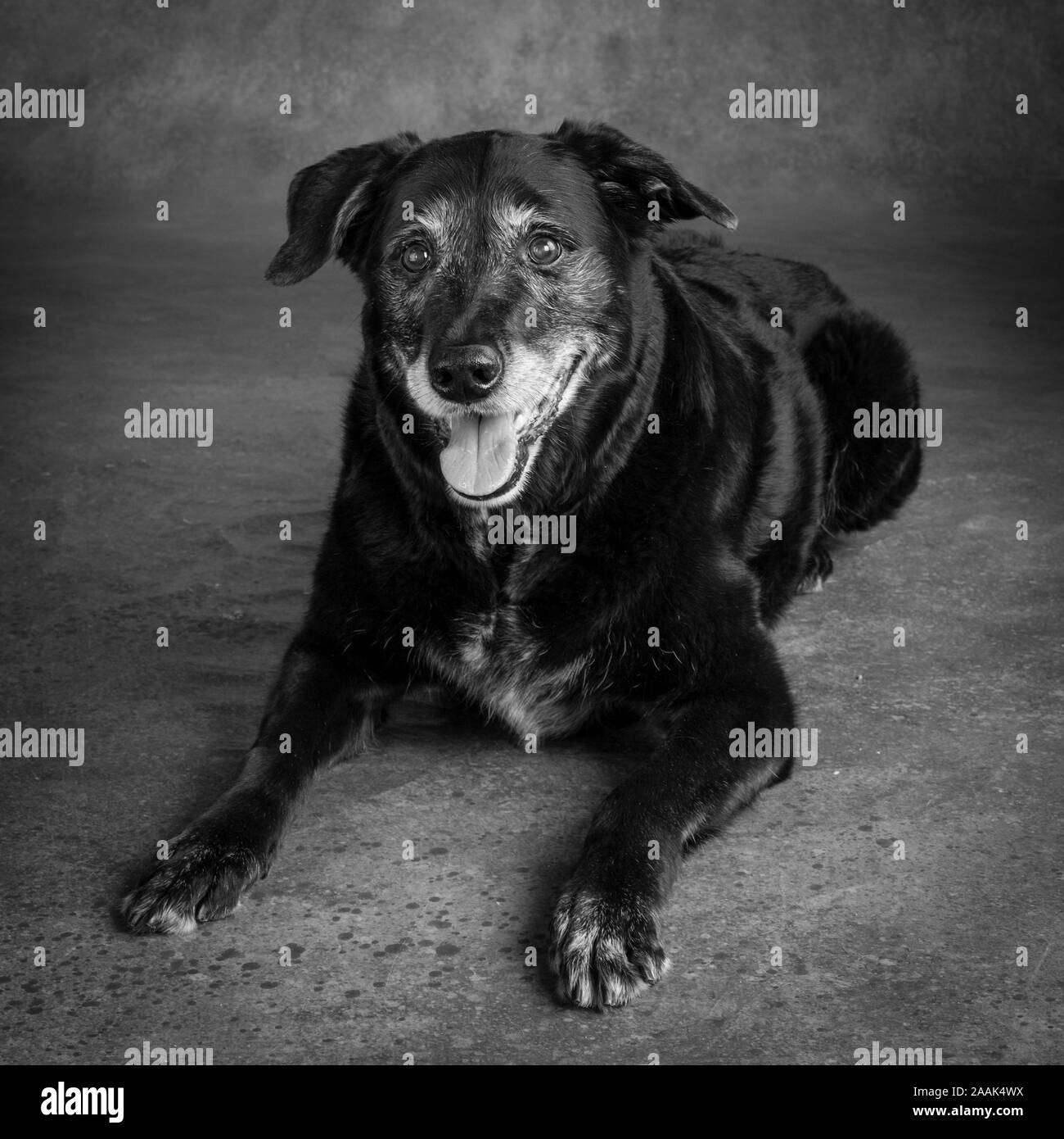 Portrait von Golden Retriever Lab Mix Hund Stockfoto