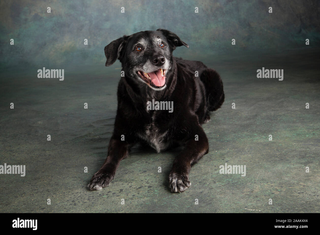 Portrait von Golden Retriever Lab Mix Hund Stockfoto