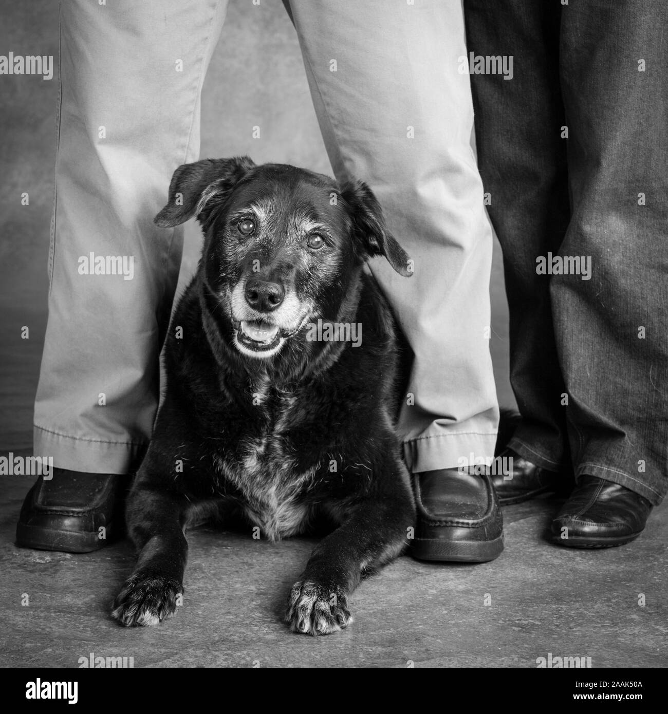 Hund liegend an Inhaber Füße Stockfoto
