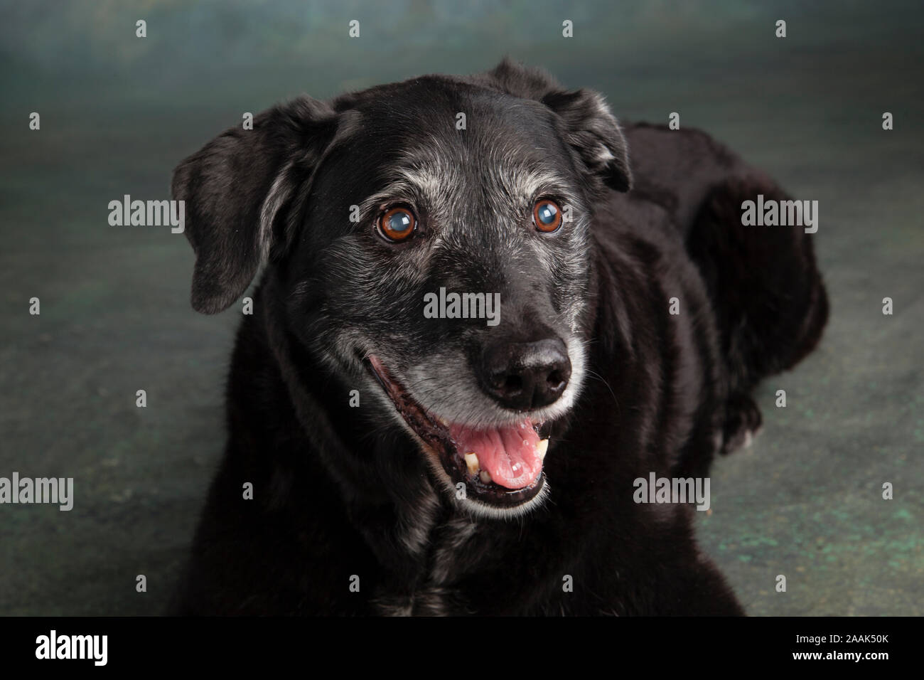 Portrait von Golden Retriever Lab Mix Hund Stockfoto
