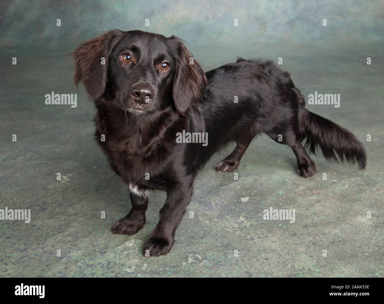 Studio Portrait von Mischling Hund Stockfoto