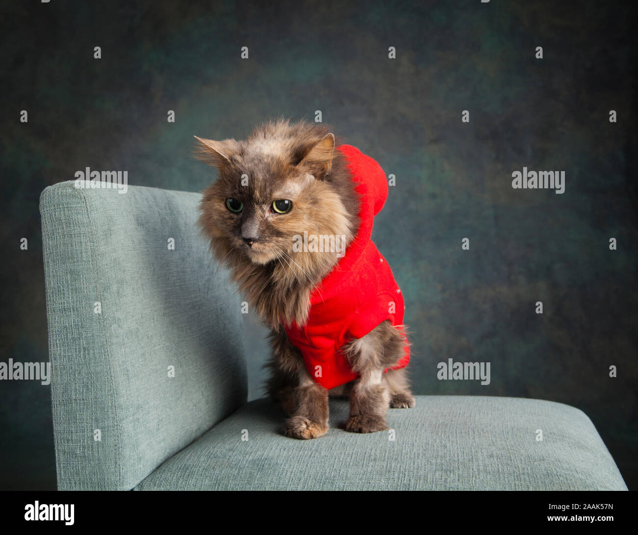Studio shot von langhaarigen Katze das Tragen der roten Weste sitzen auf Stuhl Stockfoto