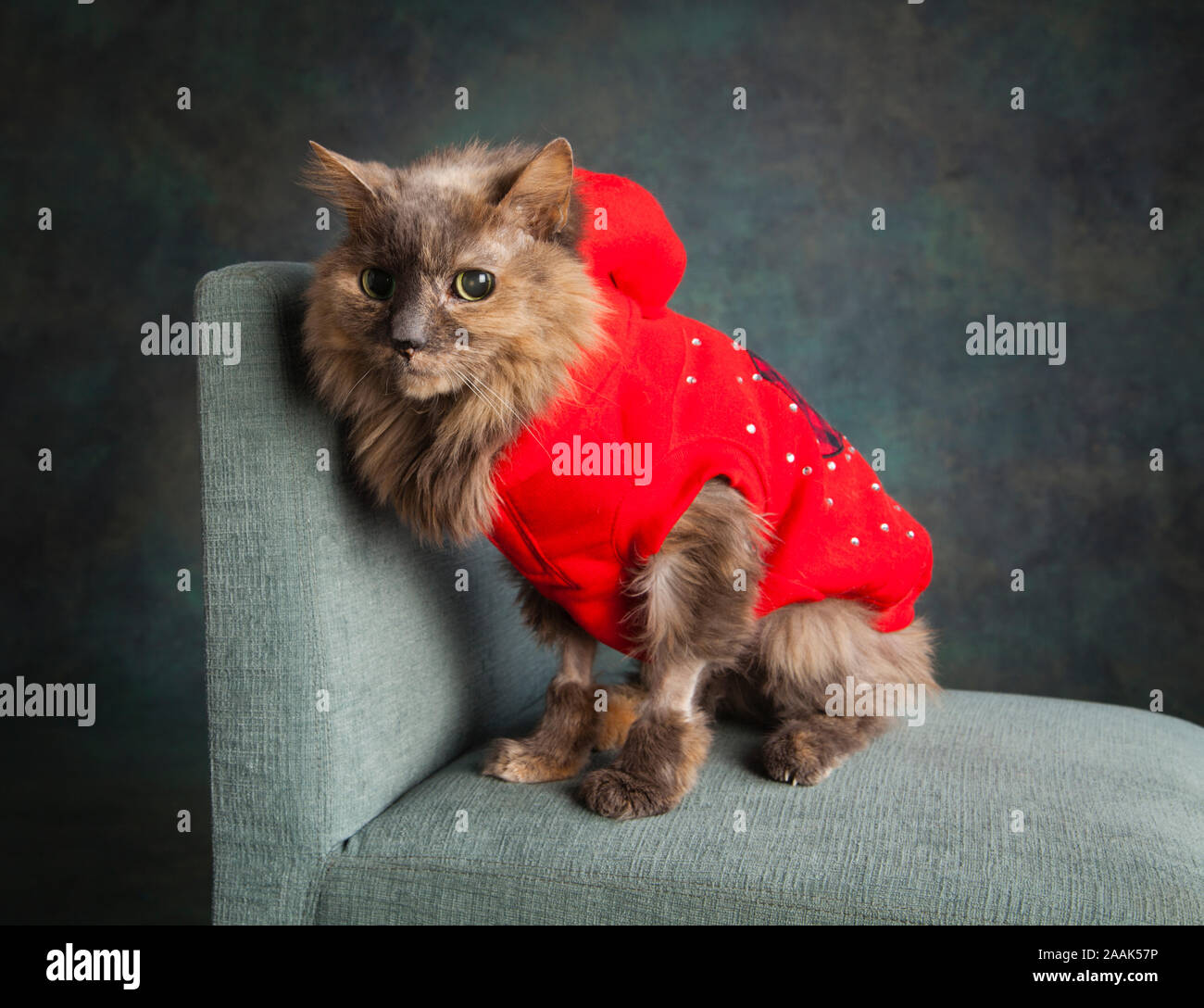 Studio shot von langhaarigen Katze das Tragen der roten Weste sitzen auf Stuhl Stockfoto