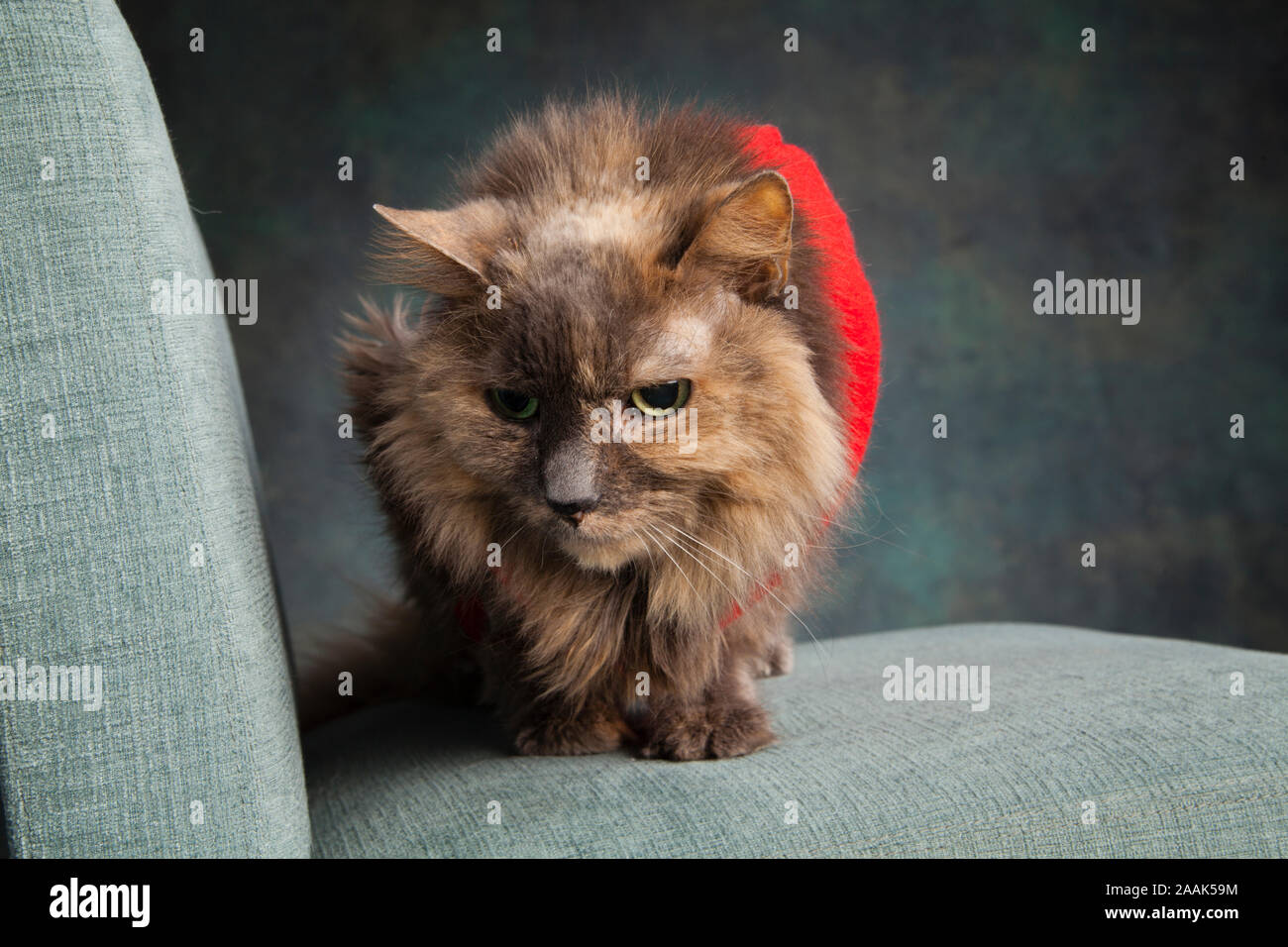 Studio shot von langhaarigen Katze das Tragen der roten Weste auf Stuhl Stockfoto