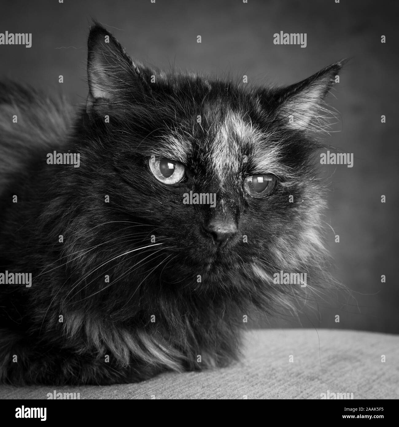 Studio Portrait von langhaarigen Katze Stockfoto