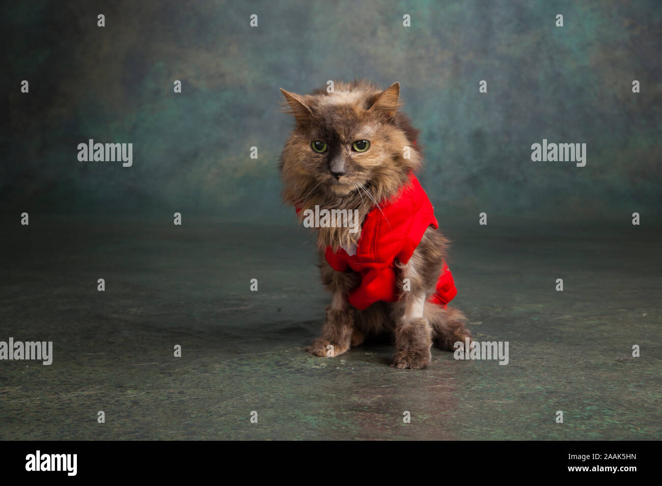 Studio Portrait von langhaarigen Katze das Tragen der roten Weste Stockfoto