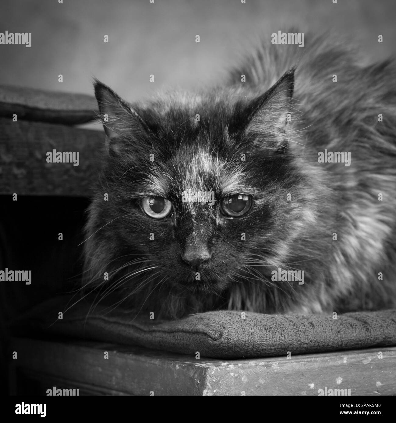 Studio Portrait von Katze liegend auf Stuhl Stockfoto